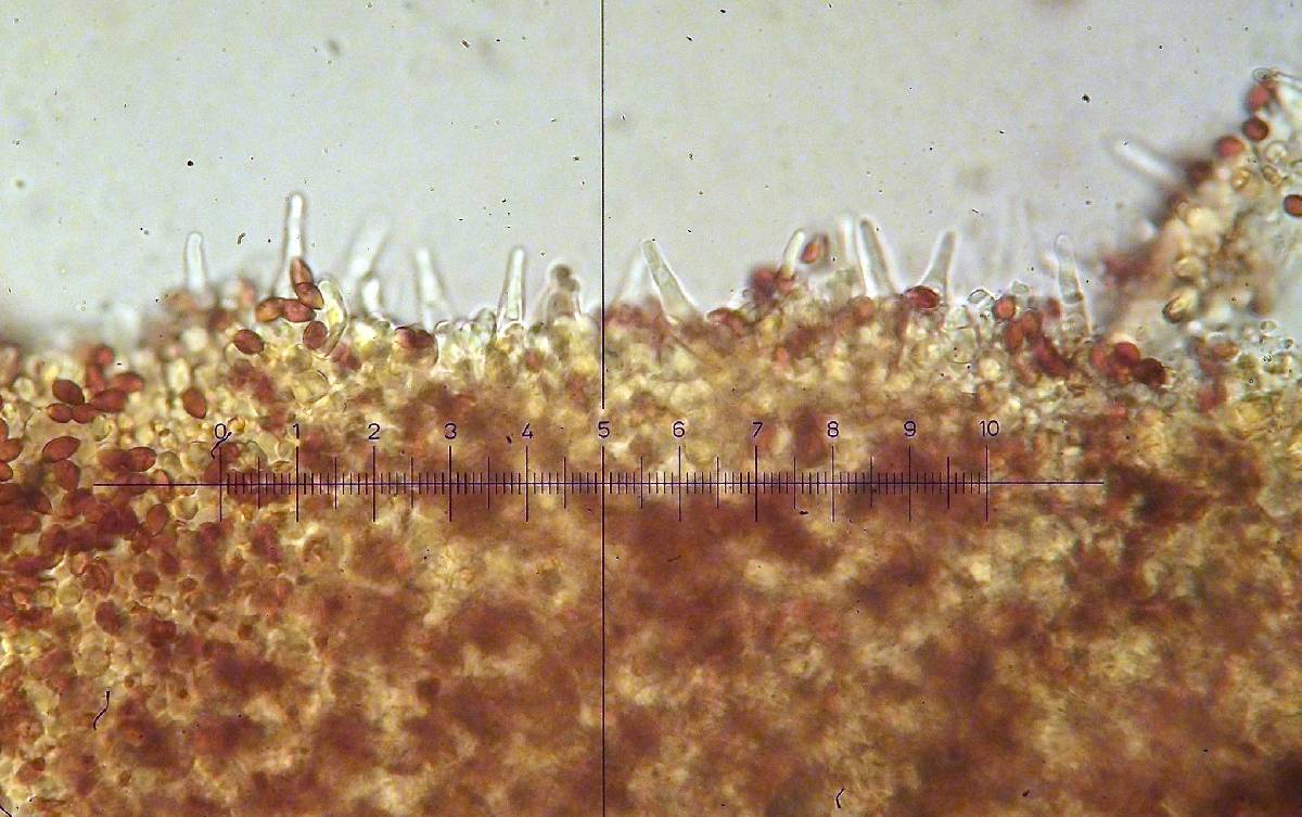 Galerina perplexa image