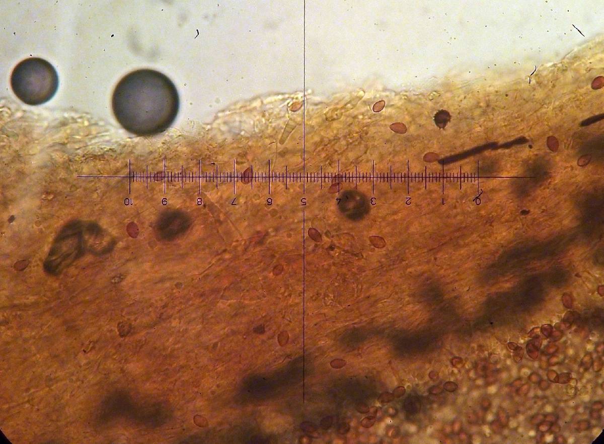 Galerina perplexa image