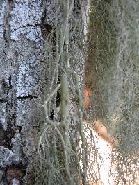 Usnea articulata image