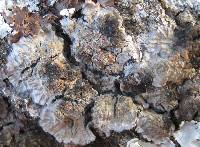 Degelia plumbea image