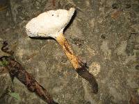 Polyporus radicatus image