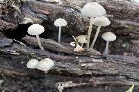 Mycena galericulata image