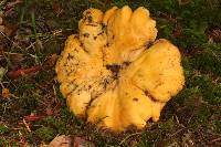 Cantharellus cascadensis image