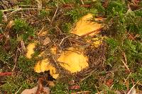 Cantharellus cascadensis image