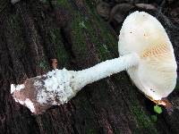 Amanita rhopalopus image