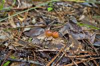 Marasmius siccus image