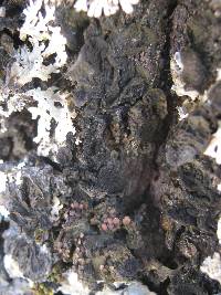 Collema nigrescens image