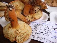 Lactarius volemus image