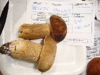 Boletus variipes image