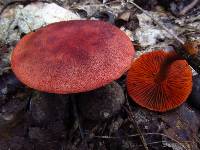 Cortinarius marylandensis image