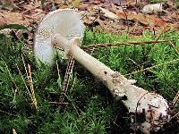 Amanita morrisii image