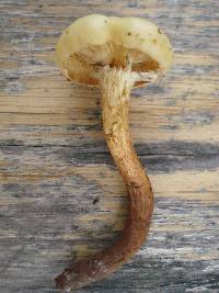 Pholiota alnicola image