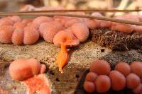 Lycogala epidendrum image