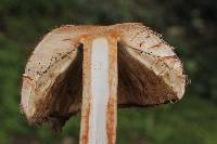 Chlorophyllum rachodes image