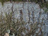 Lecanora albella image