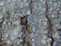 Lecanora albella image