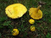 Suillus americanus image