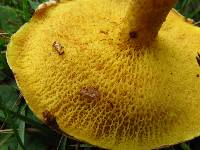 Suillus americanus image