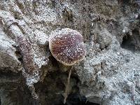 Boletus zelleri image