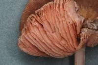 Pluteus plautus image