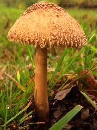 Macrolepiota prominens image