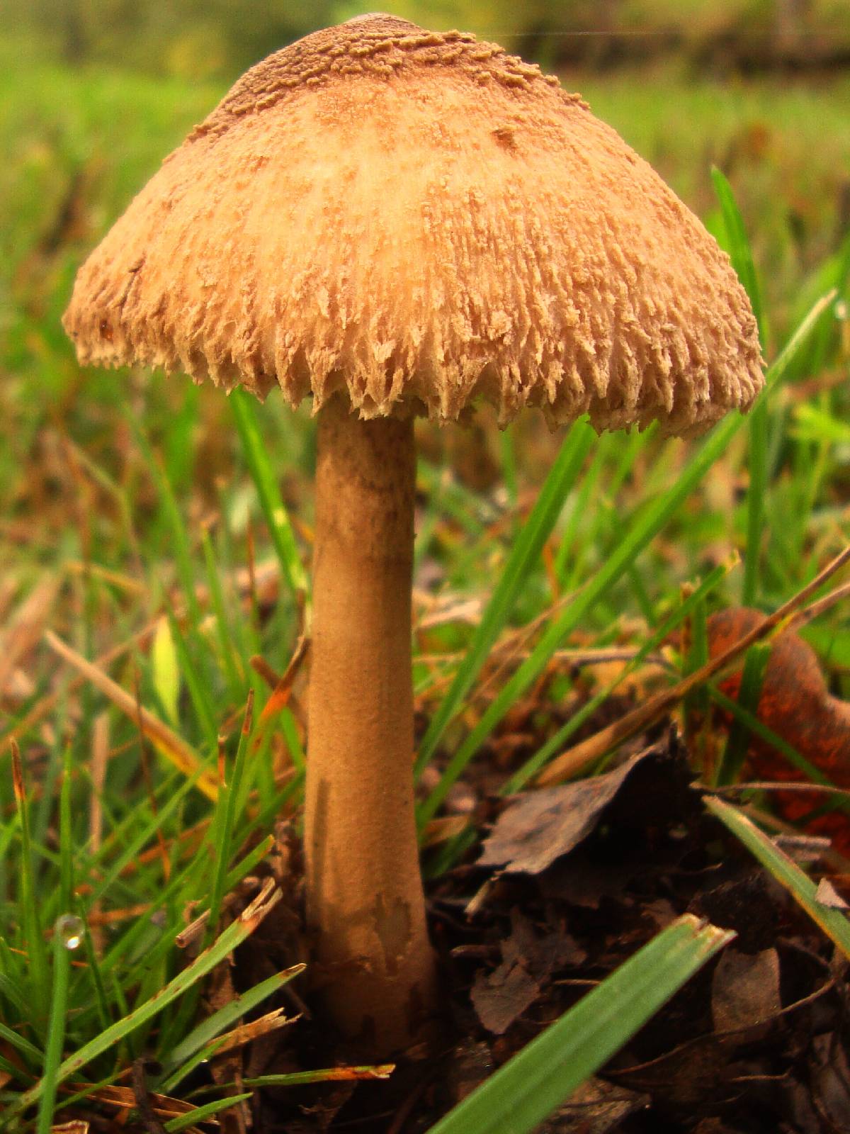 Macrolepiota prominens image