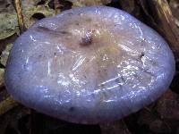 Cortinarius iodes image