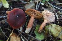 Lactarius alpinus var. mitis image