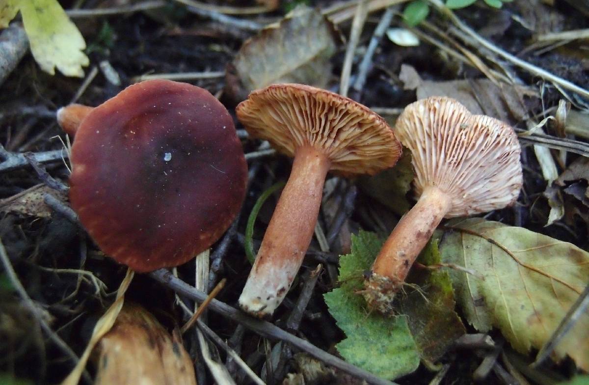 Lactarius alpinus var. mitis image