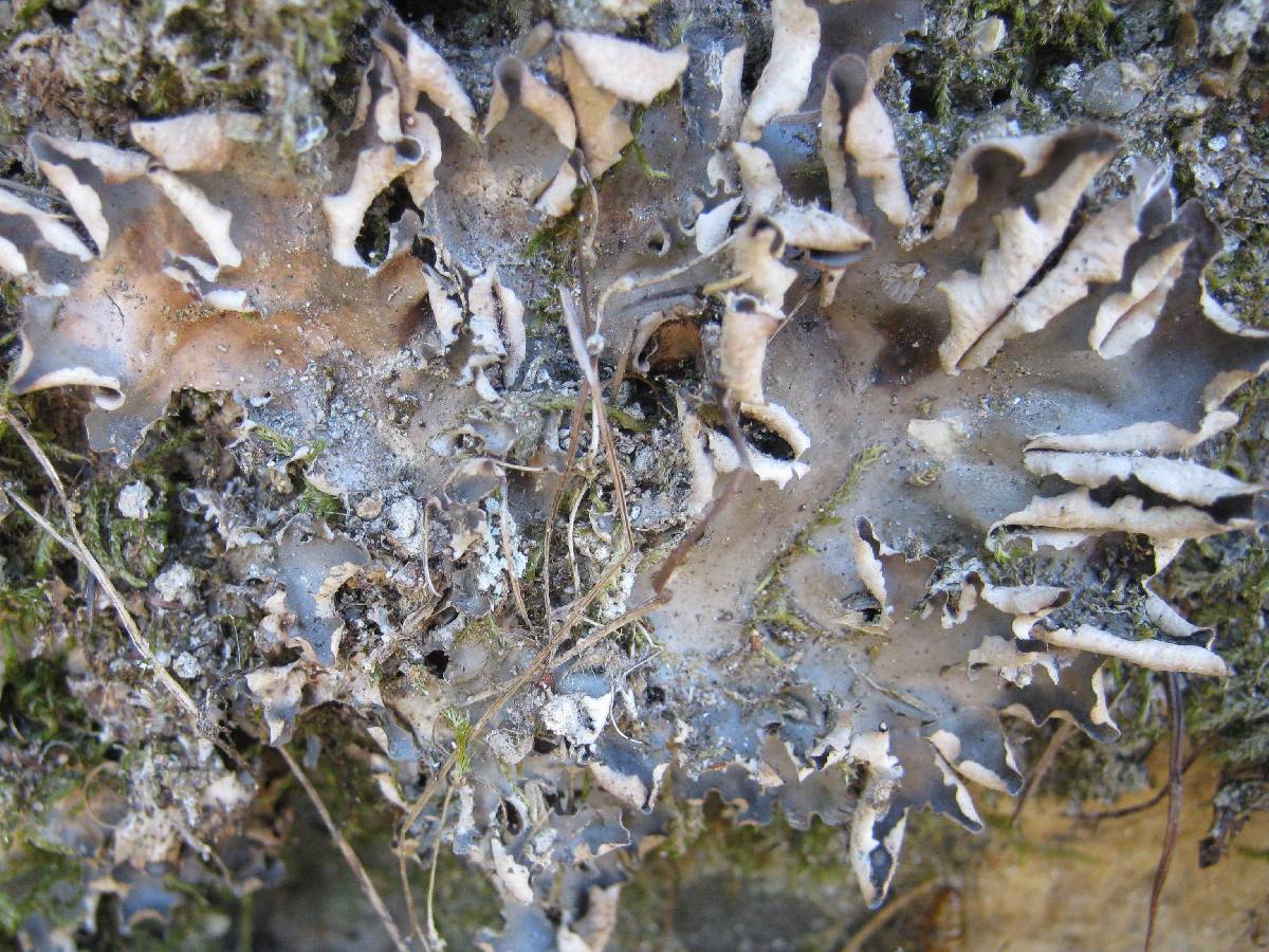 Peltigera neckeri image