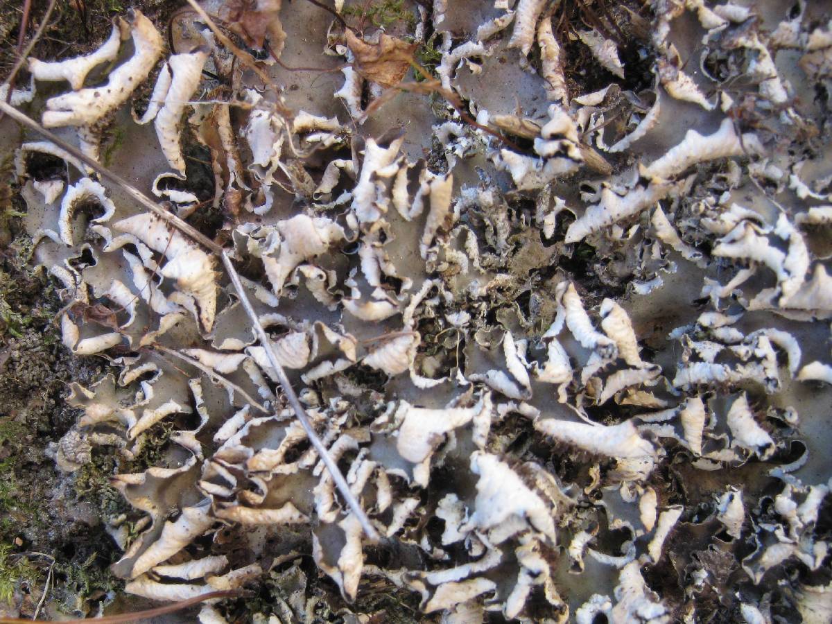Peltigera neckeri image