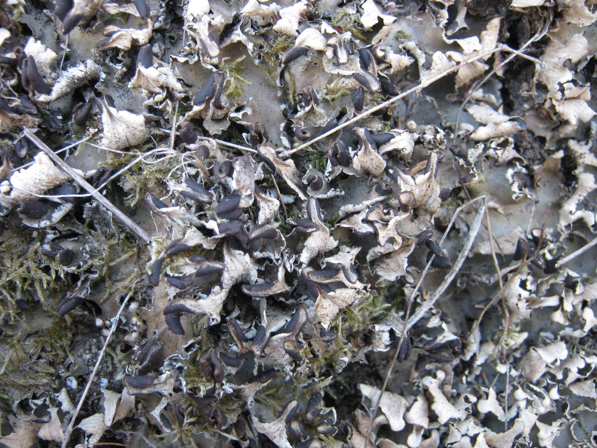 Peltigera neckeri image