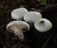 Clitocybe robusta image