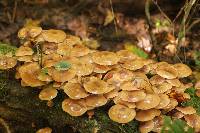 Armillaria solidipes image