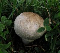 Leucoagaricus barssii image