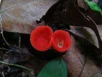 Sarcoscypha occidentalis image