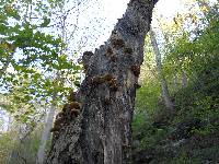 Armillaria gallica image