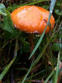 Leratiomyces squamosus var. thraustus image