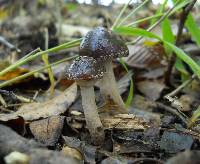 Agrocybe erebia image