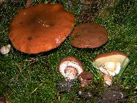 Suillus luteus image