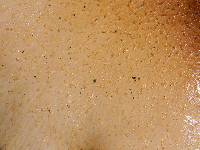 Crepidotus mollis image