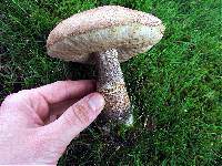 Leccinum scabrum f. scabrum image