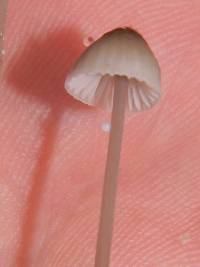 Mycena galopus var. galopus image