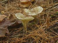 Ampulloclitocybe clavipes image