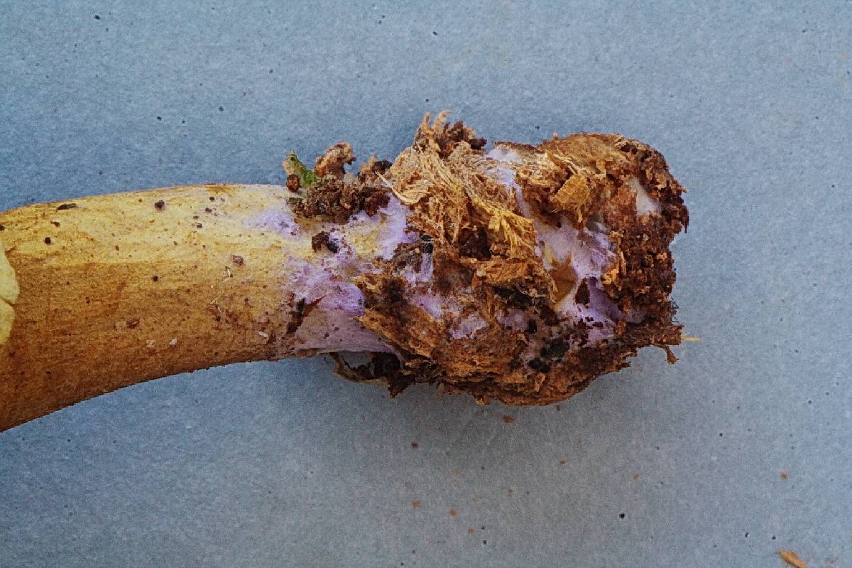 Gymnopilus punctifolius image