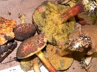 Boletus chrysenteron image