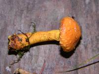 Pholiota flammans image