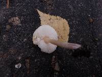Lepiota cristata image