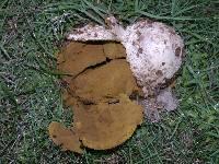 Calvatia pachyderma image