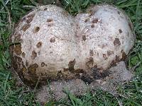 Calvatia pachyderma image